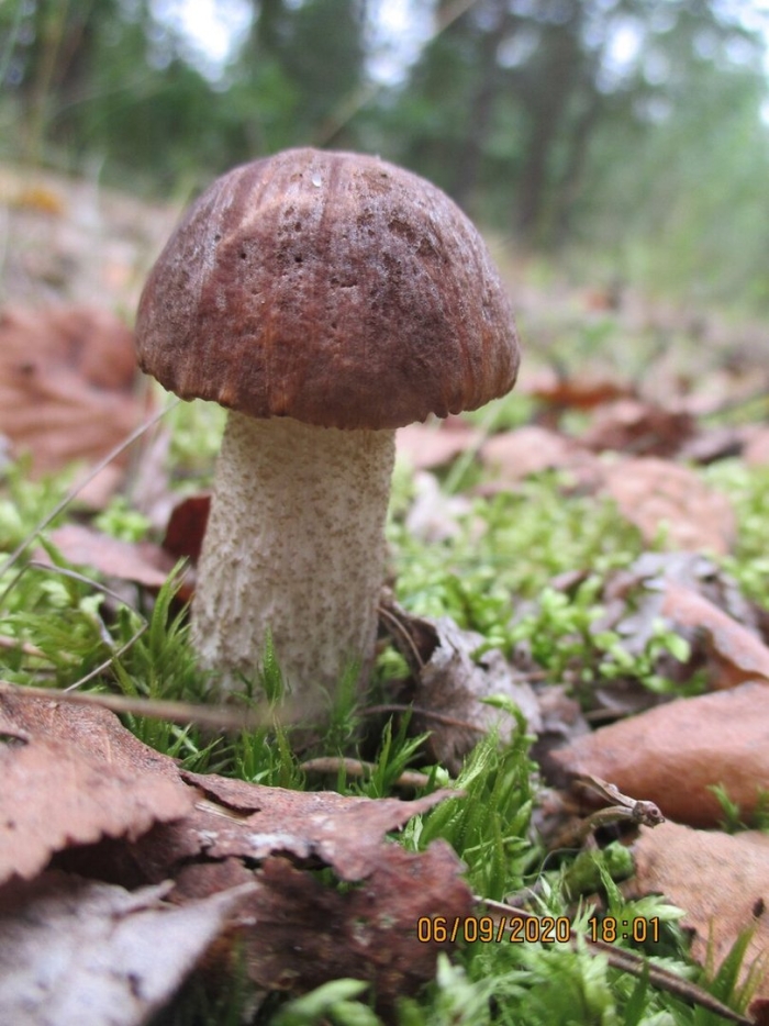 Обабок чернеющий