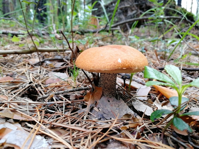 Гриб в лесу