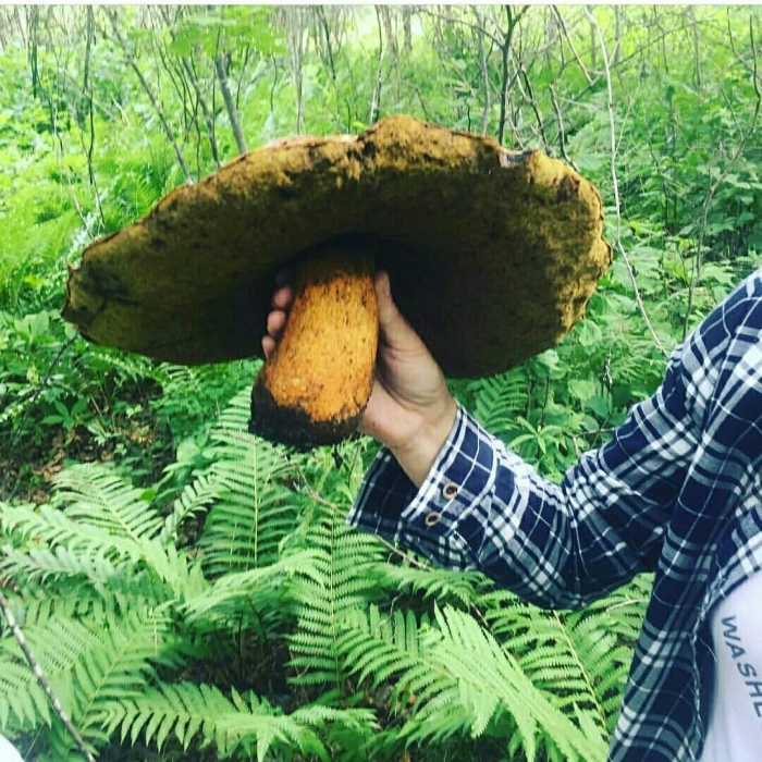 Гриб боровик гигант