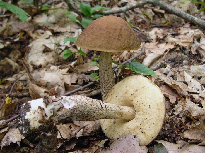 Гриб подберезовик