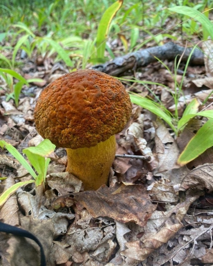 Поддубовик гриб