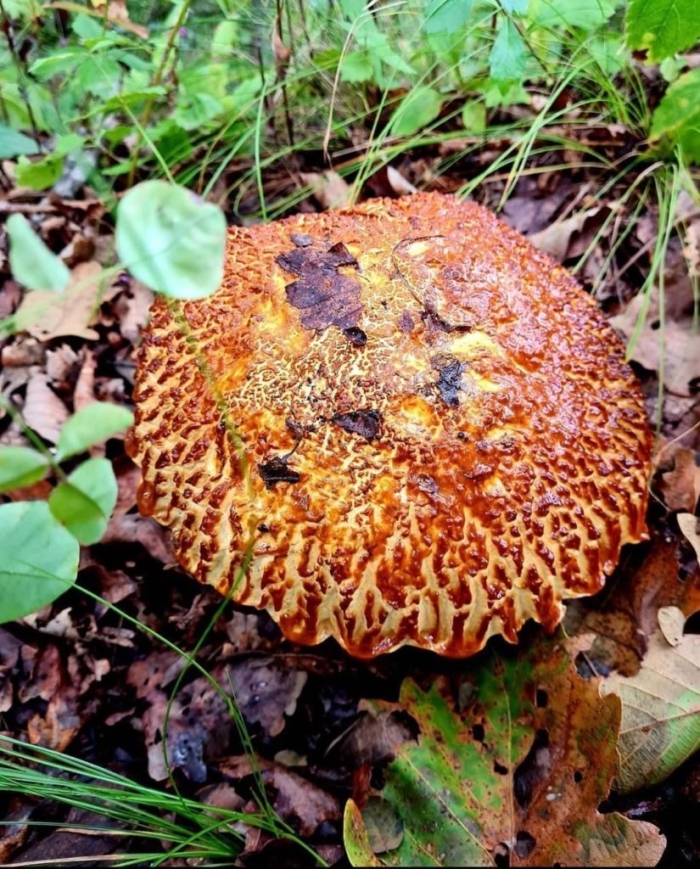 Гриб чешуйчатка обыкновенная pholiota squarrosa