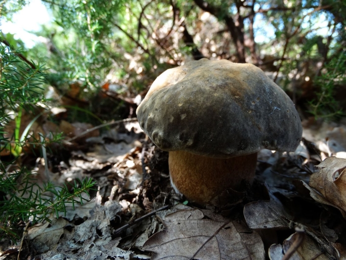 Белый гриб бронзовый boletus aereus