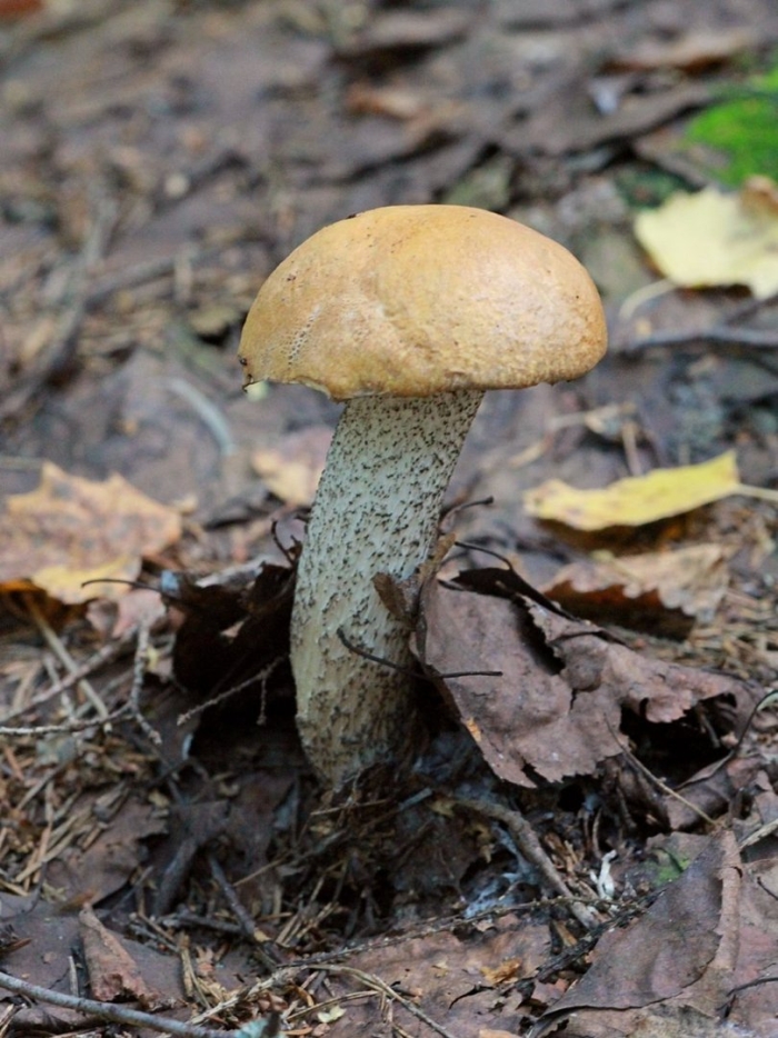 Обабок и подосиновик