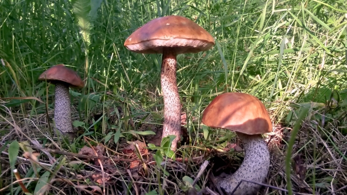 Обабок дальневосточный гриб