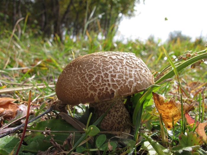 Грабовик гриб