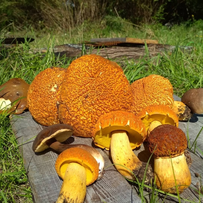 Rheubarbariboletus armeniacus