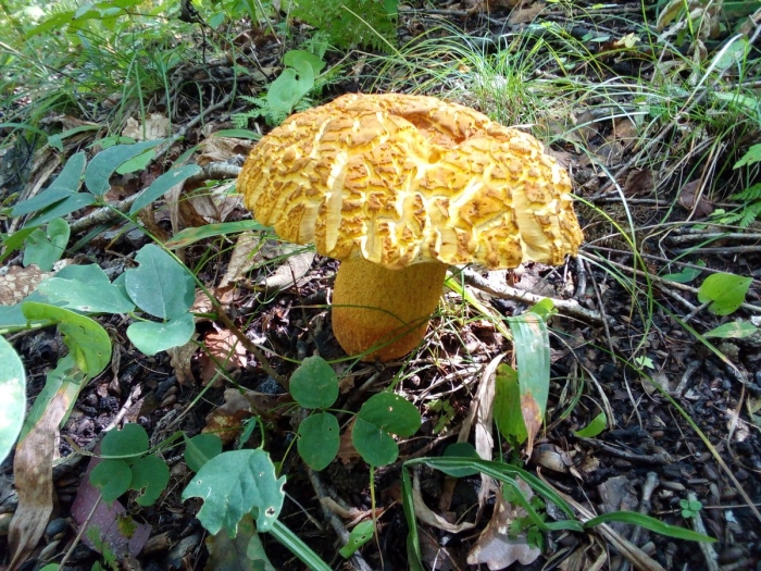 Обабок дальневосточный гриб