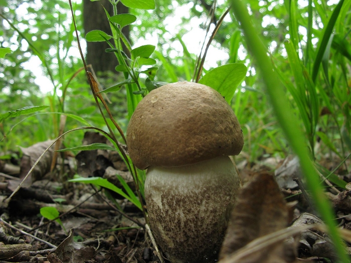 Подберёзовик жестковатый leccinum duriusculum