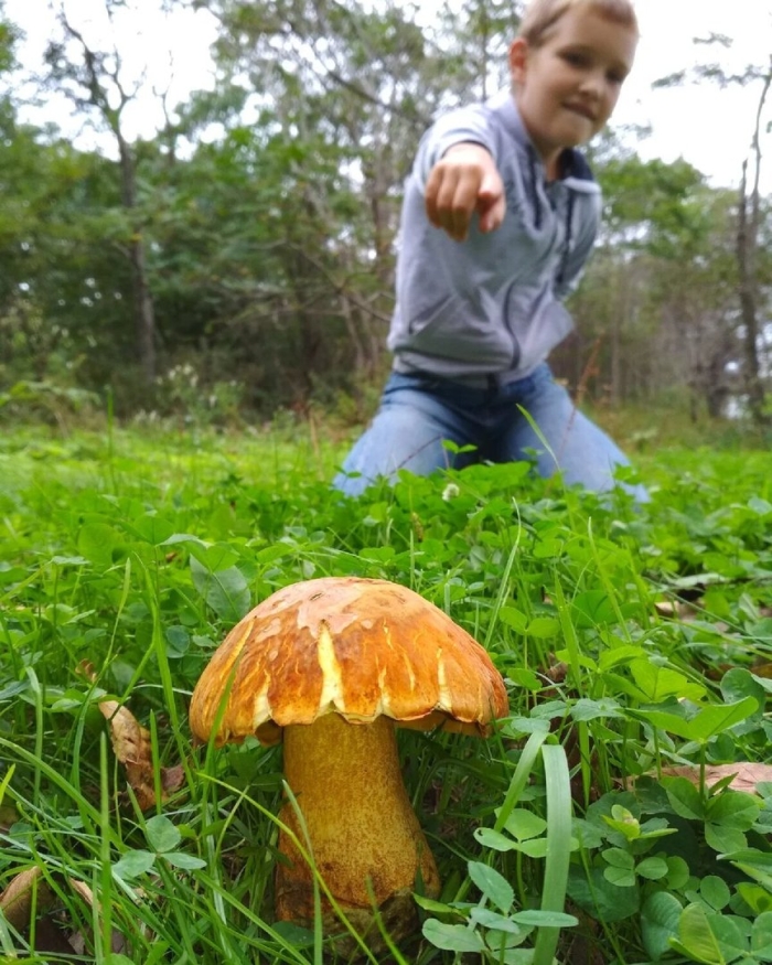 Обабок дальневосточный гриб