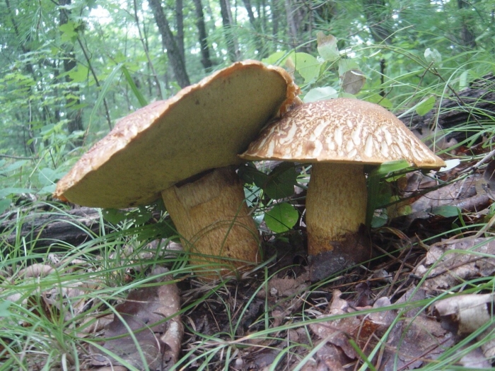 Гриб поддубовик дубовик