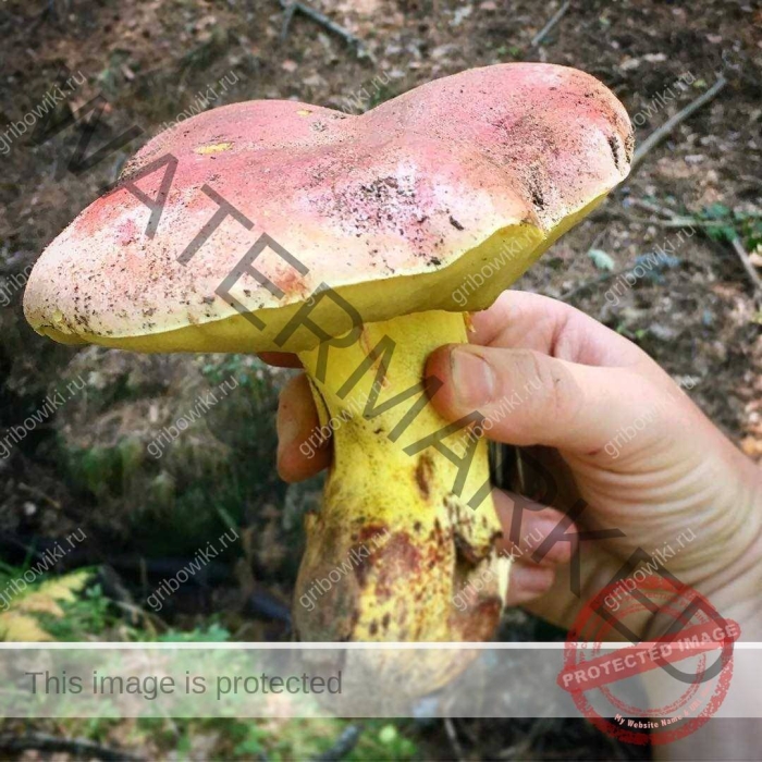 Гриб болетус королевский