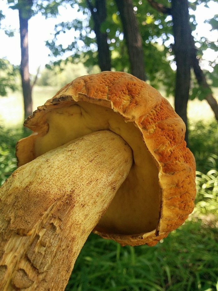 Обабок дальневосточный