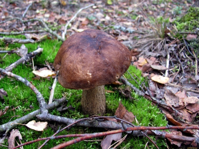 Подберезовик обыкновенный гриб