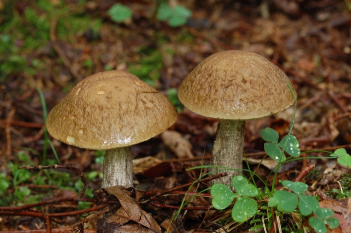 Подберезовик обыкновенный