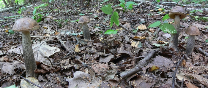Подберёзовик обыкновенный – leccinum scabrum