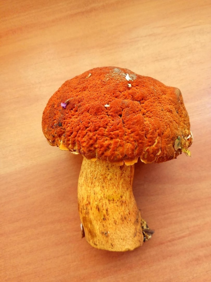 Королевский обабок гриб