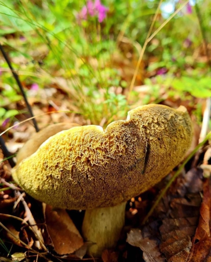 Гриб моховик пёстрый