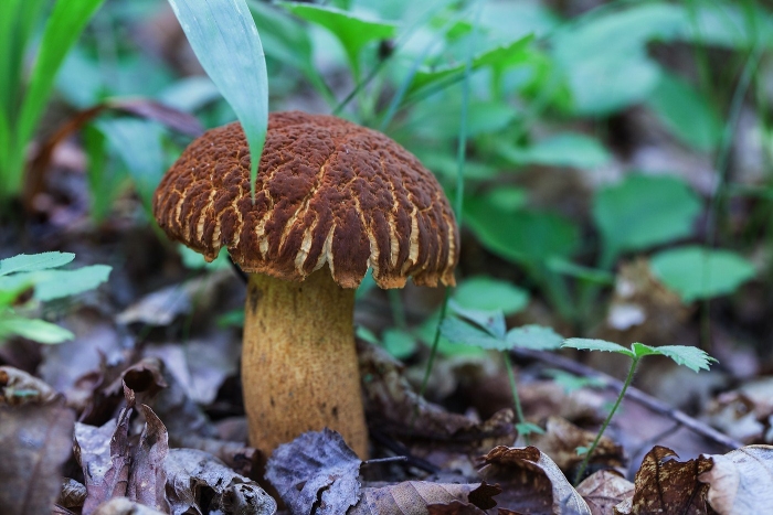 Обабок дальневосточный гриб