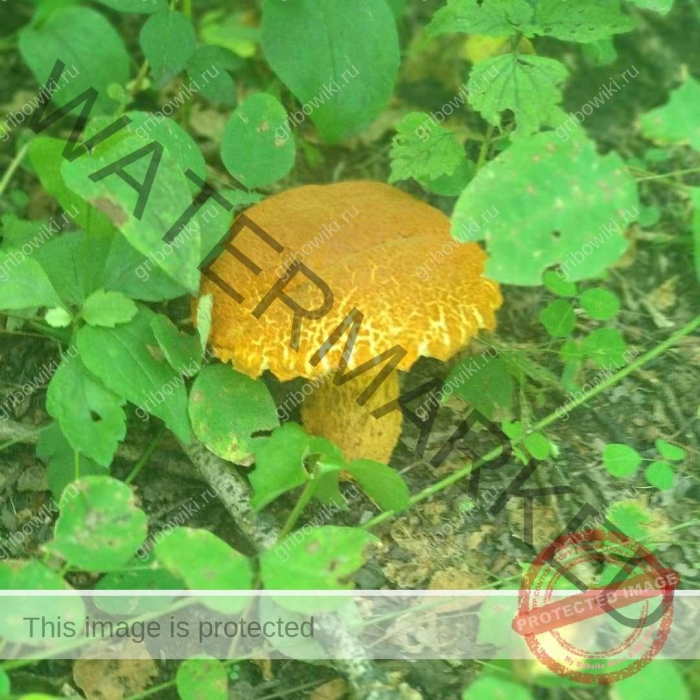 Обабок дальневосточный гриб