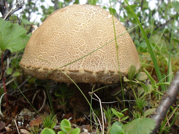 Подберёзовик твердоватый leccinum duriusculum