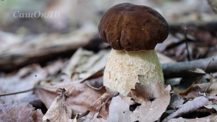 Грибы белый гриб