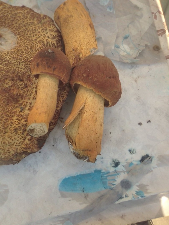 Обабок гриб