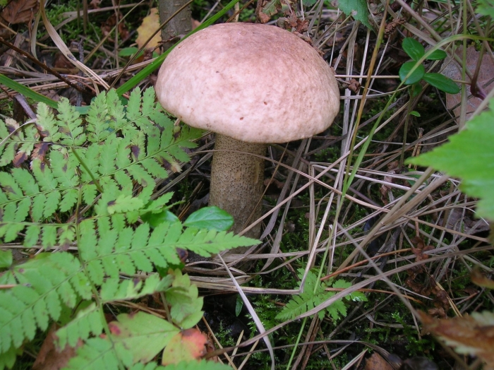 Подберезовик болотный ( léccinum hólopus)