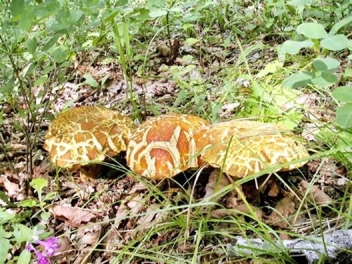 Королевский гриб дальнего востока