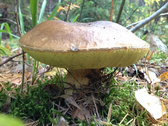 Белый гриб еловый боровик