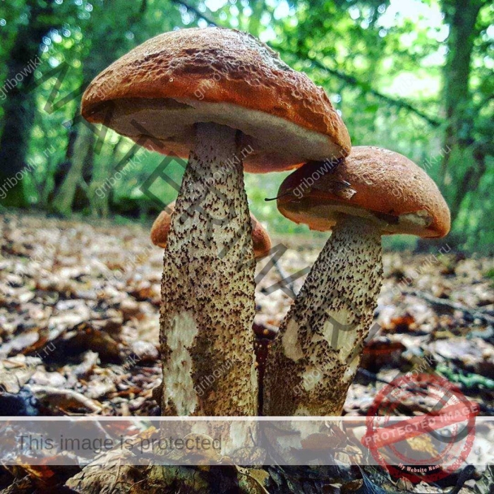 Гриб красноголовик