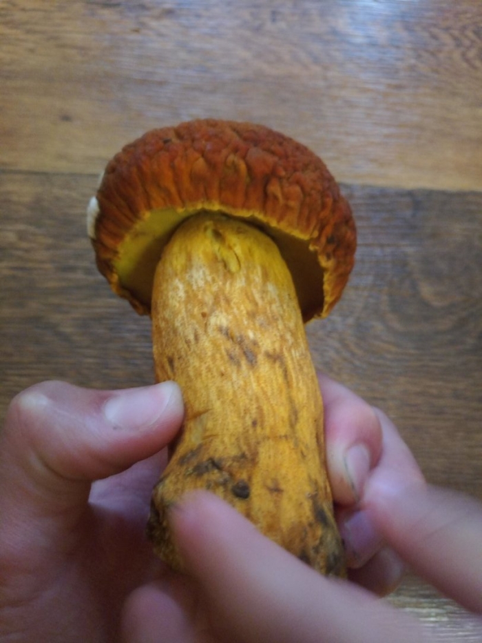 Дальневосточный царский гриб обабок