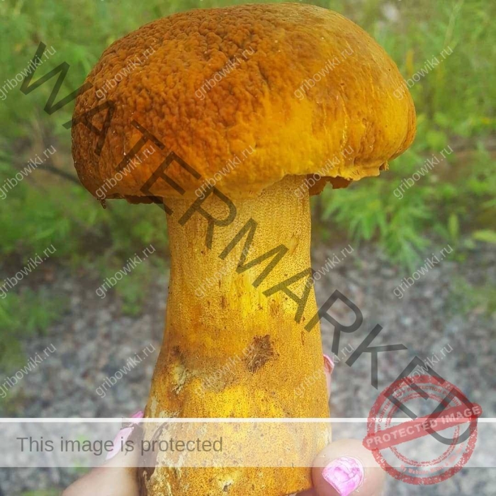 Дальневосточный царский гриб обабок