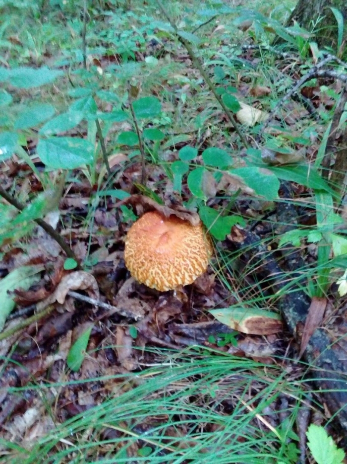 Чешуйчатка бугорчатая