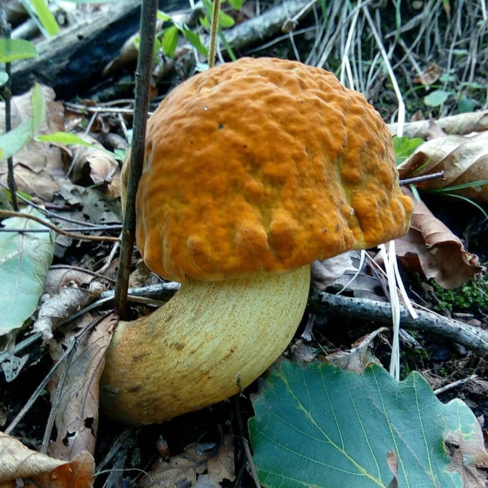 Цезарский гриб дальневосточный