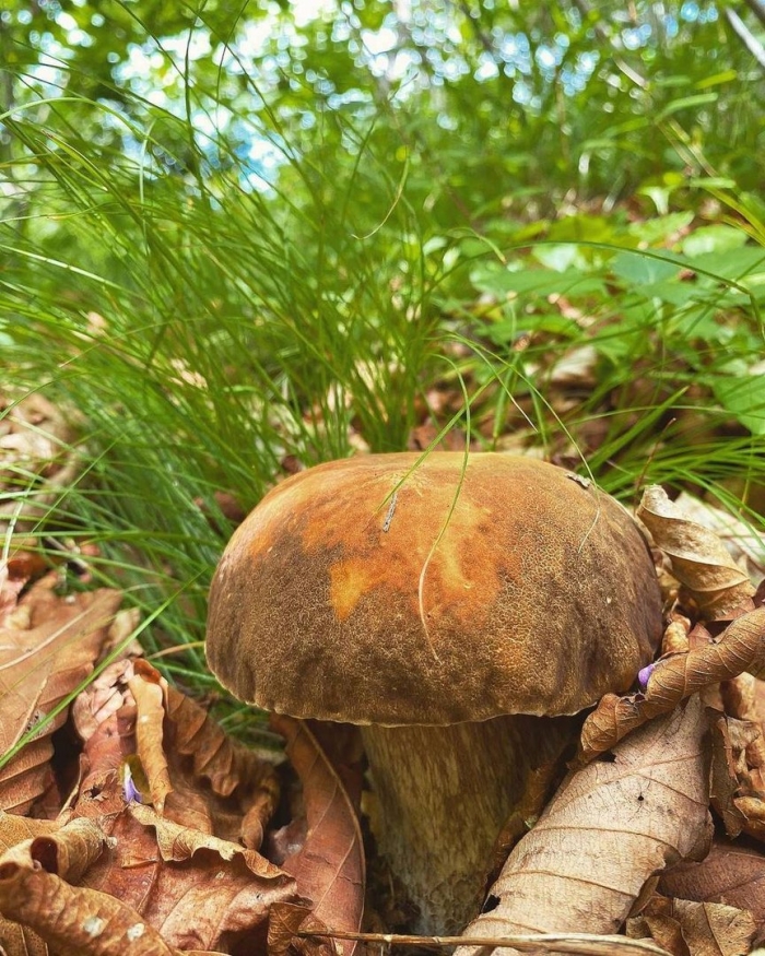 Дальневосточный обабок