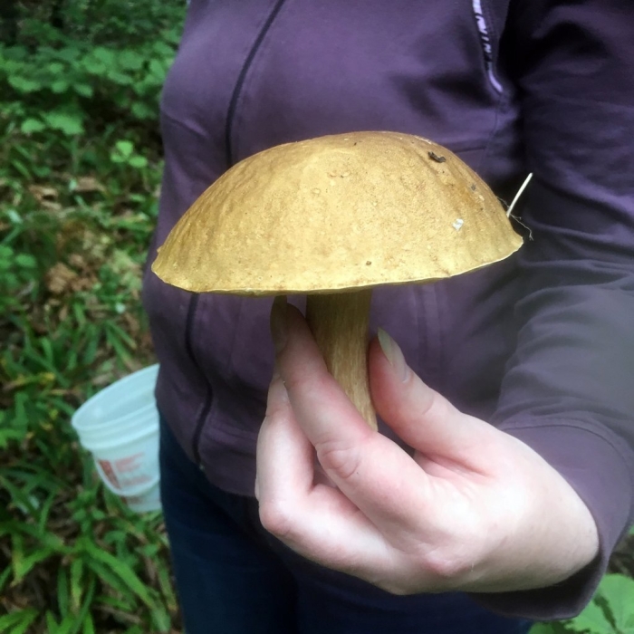 Гриб моховик ложный