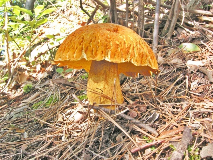 Обабок дальневосточный гриб