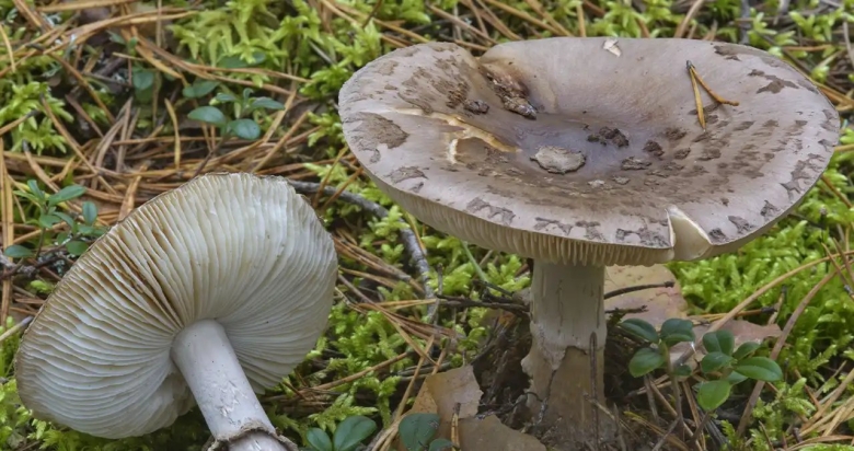 Мухомор порфировый гриб