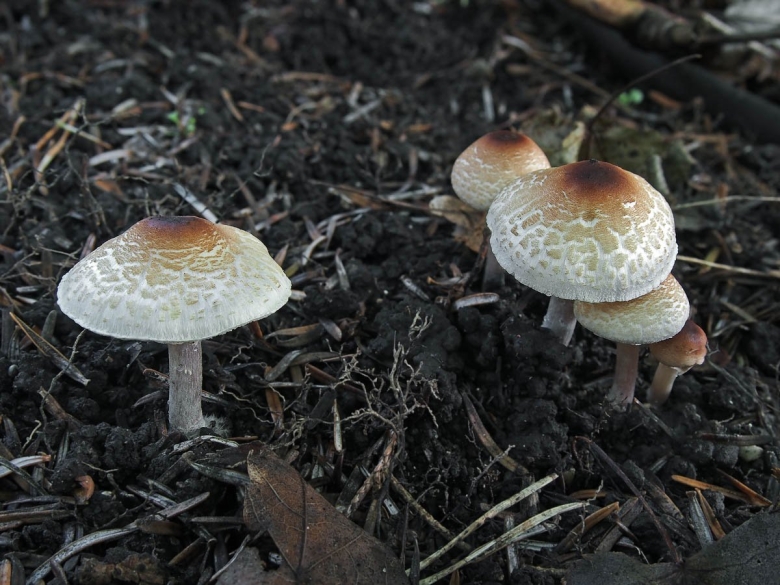 Гриб лепиота гребенчатая