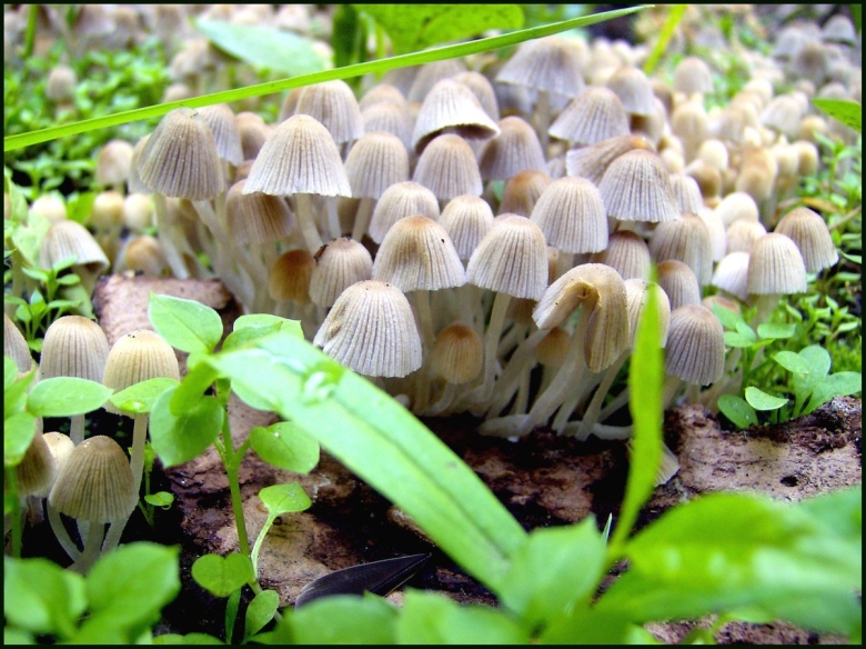 Бледная поганка гриб