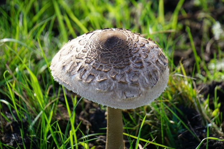 Mushroom Meadow