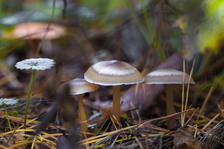 Поганка обыкновенная