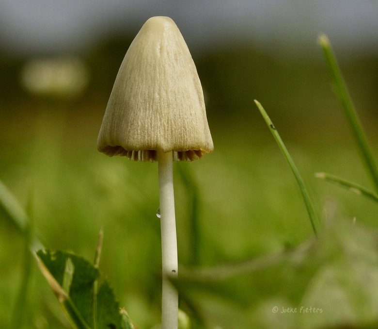 Луговая поганка гриб