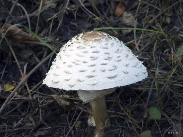 Бледная поганка Луговая