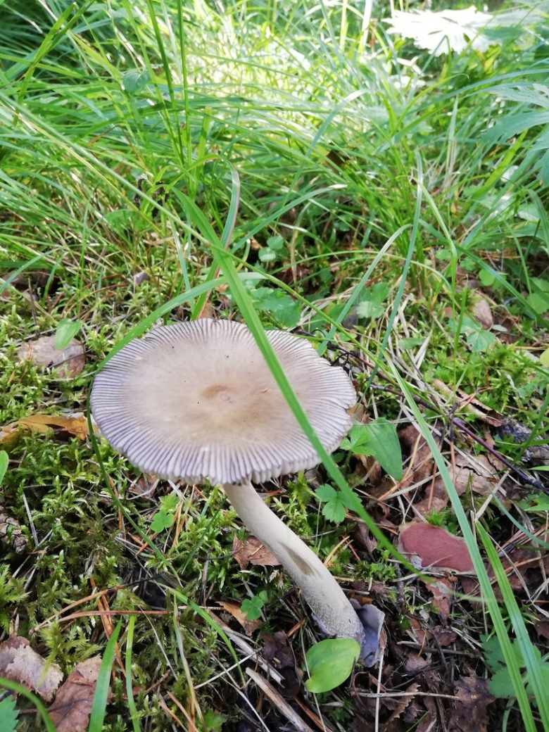 Серая поганка гриб
