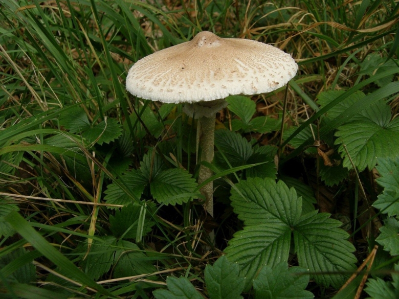 Гриб зонтик Луговой