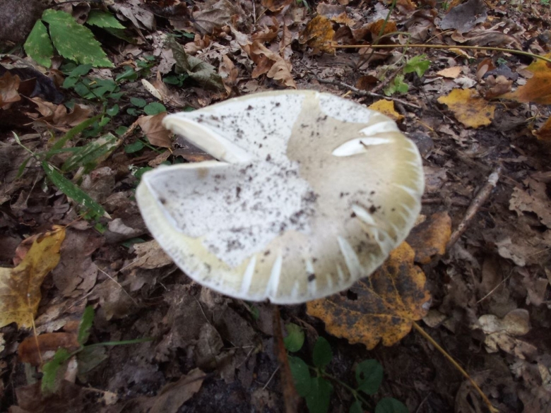 Бледная поганка гриб