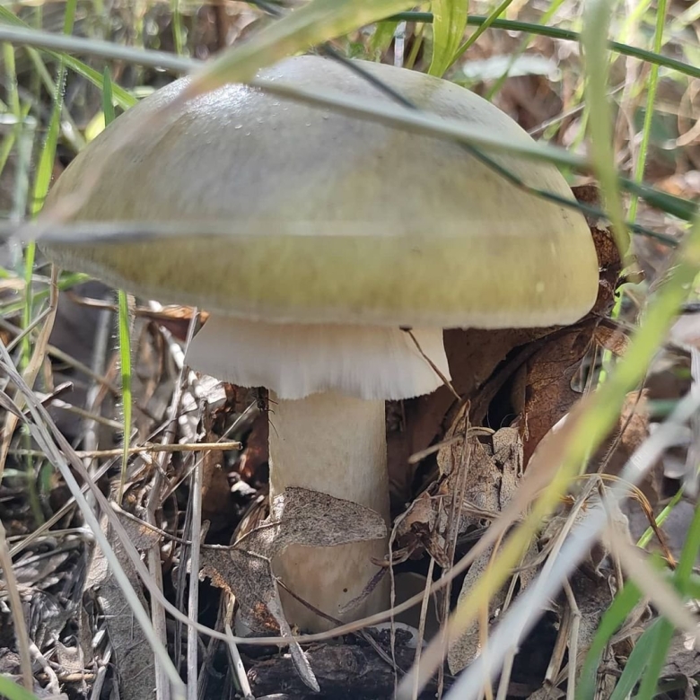Гриб бледная поганка