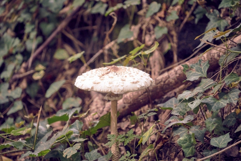 Гриб Agaricus Subrufescens